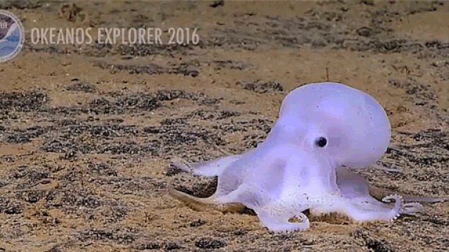 8335378_this-newly-discovered-octopus-species-totally_de35f2ce_m