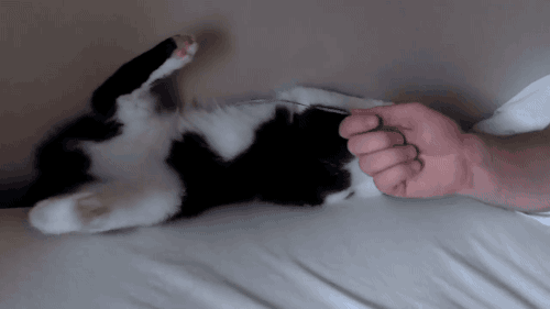 cat-mistake