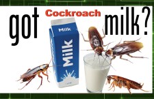 cockroach-milk-225x145