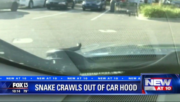 florida-snake