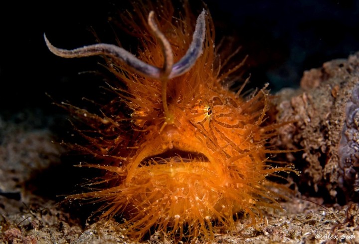 hairyfrogfishwormstraightup