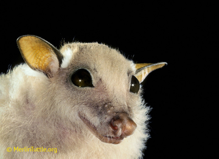 batface2_0