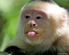 capuchin