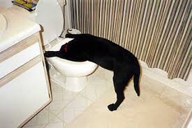 dog-puker