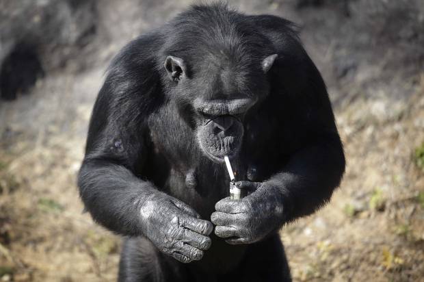 north-korea-smoking-chimp-jpeg-620x412