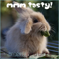 rabbit-eating