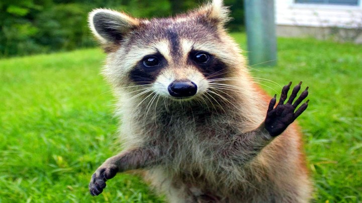 raccoon