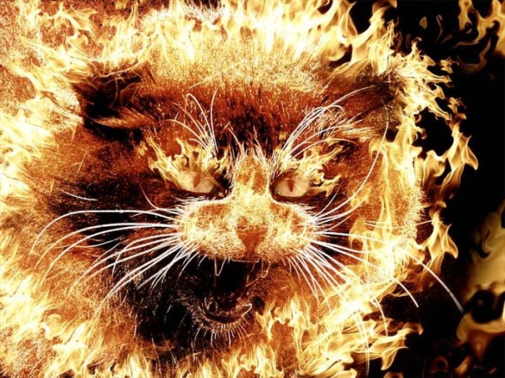 very_angry_cat_by_yansek-d50apv5_sm