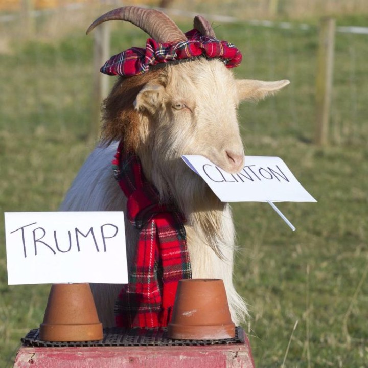 491778-boots-the-psychic-goat-predicts-hillary-clinton-us-presidential-election-vote-november-7-2016