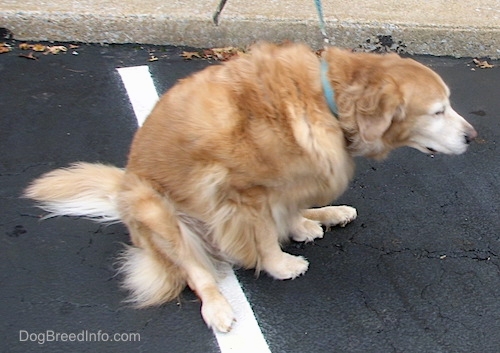 dogscootingwipingrearendongroundgoldenretrieverrigel9yearsold