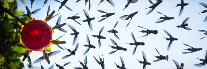 hummingbirds