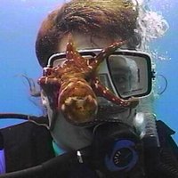 octopus-face-jpgc200