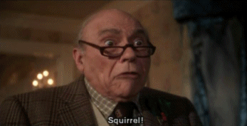 squirrel2