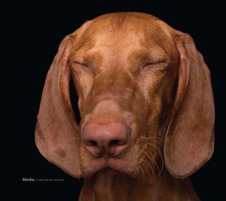 zen-dog