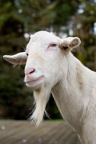 billy_goat_saturnine_94112_l