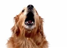 dog-bark