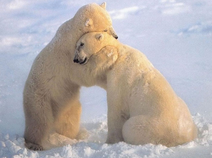 hug-bear