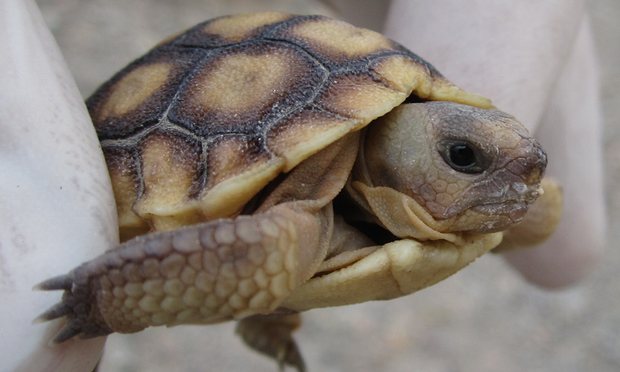 tortoise