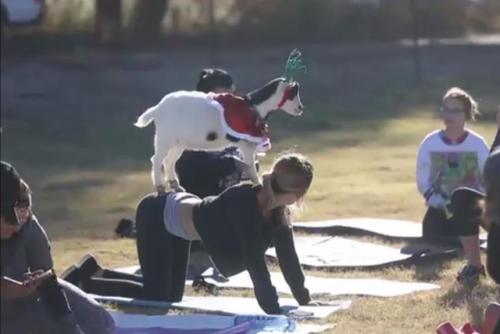 arizona-instructors-goat-yoga-classes-selling-out-quickly