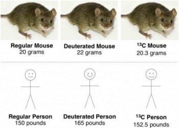 isotopic-mice-and-humans-e1305527681482
