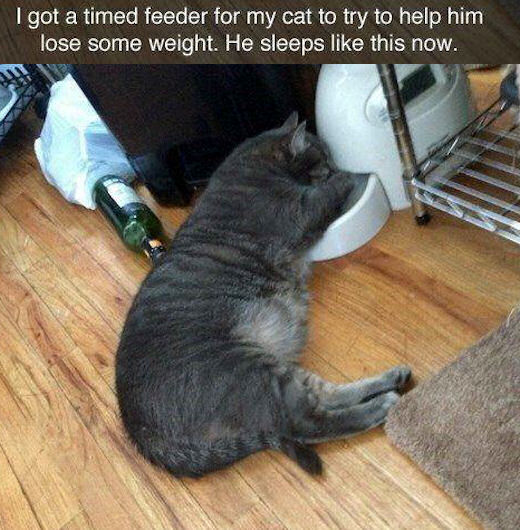 cat