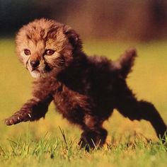 cheetah
