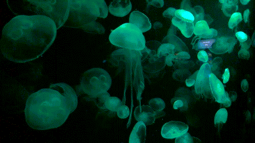 jelly