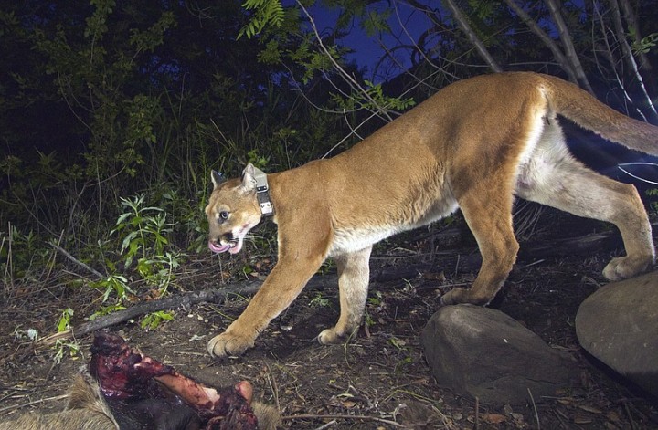 p39_mountain_lion_t800