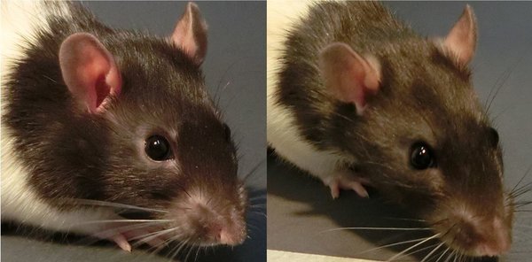 rat-1_custom-90adc1ff3c94c404321504e9da8d8e53a1ca8b84-s600-c85