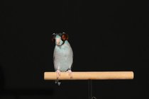 scitake-parrots-promostill1-mediumthreebytwo210