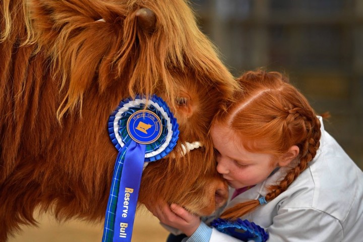 scottishcattle