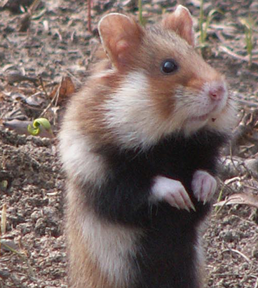 Hamster_1024