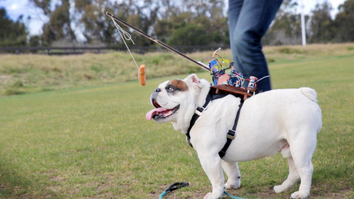 RC dog