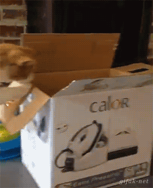 cat429