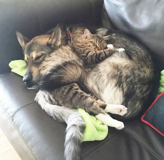 dog-picks-kitten-out-of-shelter-raven-and-woodhouse-instagram-3