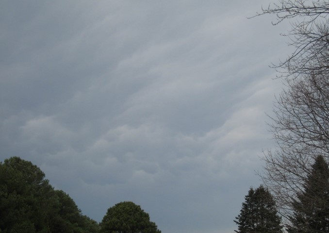 Mmmmmamatus (Small)