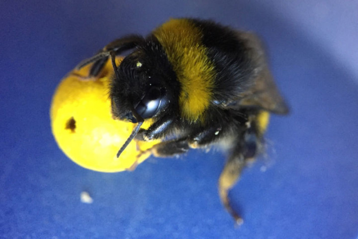 bee-holding-ball-credit-iida-loukola-800x533