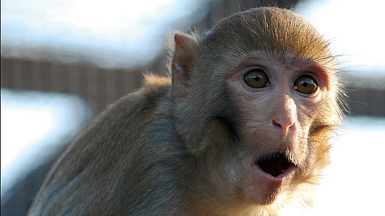 rhesus-macaques-960x540