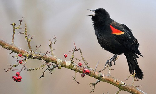 Red_Winged_Blackbird_page_image