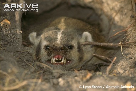 american-badger-snarling
