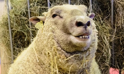 sheep