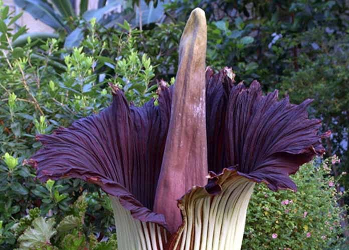 Corpse_Flower