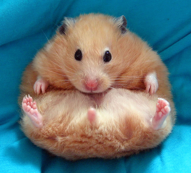 Hamster funny 3