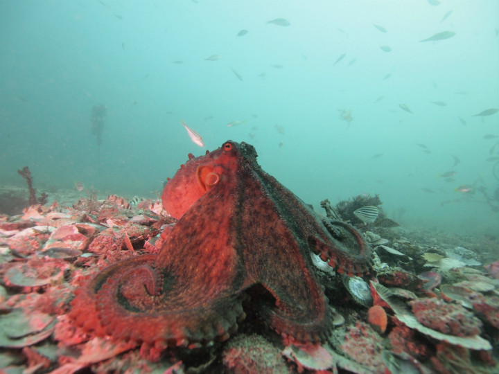 Octopus