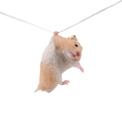 Hamster hangs on a rope isolated on a white background
