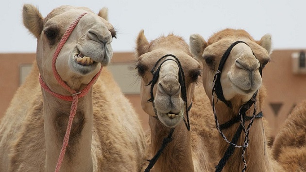much-water-camel-drink_da9975e92a342d69
