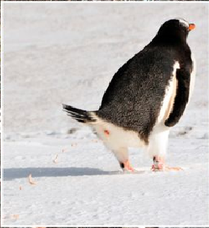 penguin poop