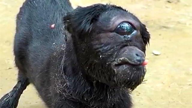 170518-india-cyclops-goat-vin_640x360_947383875514