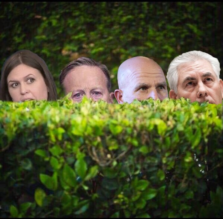 among the bushes