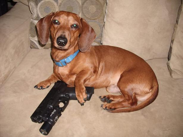 54ab0e0bb8406-dog-shot-5-january-2015